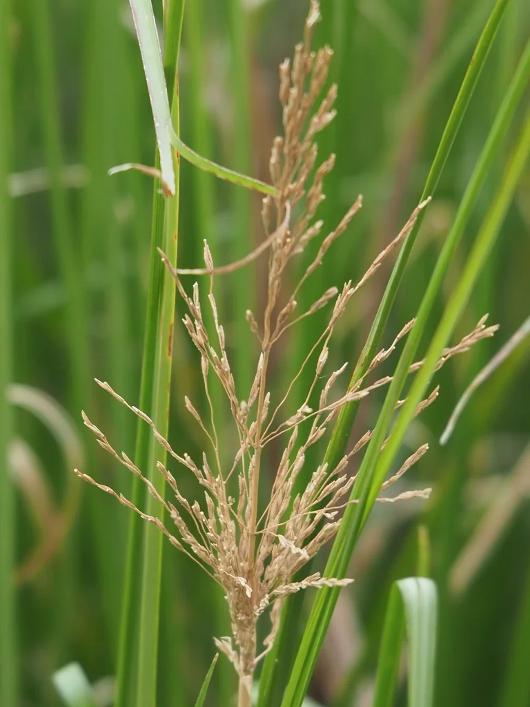 Chrysopogon Zizanioides