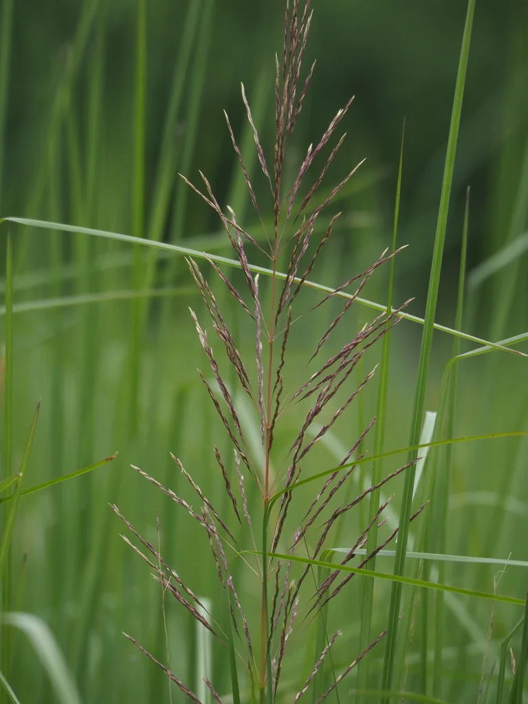 Chrysopogon Zizanioides