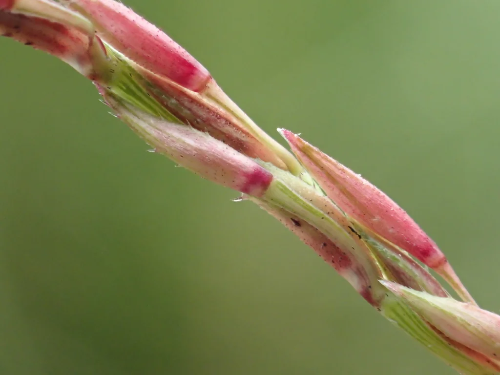 Chrysopogon Zizanioides