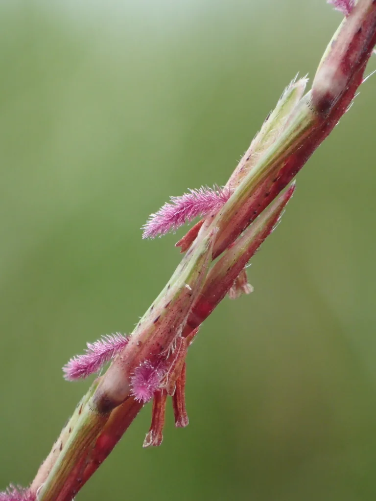 Chrysopogon Zizanioides