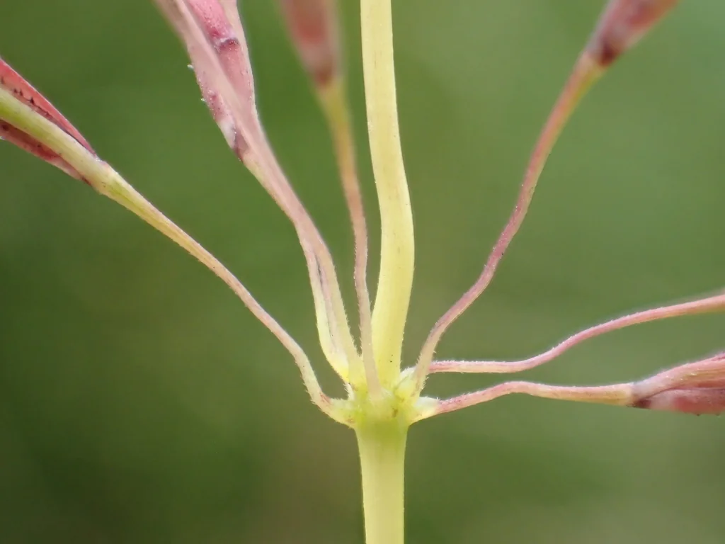 Chrysopogon Zizanioides