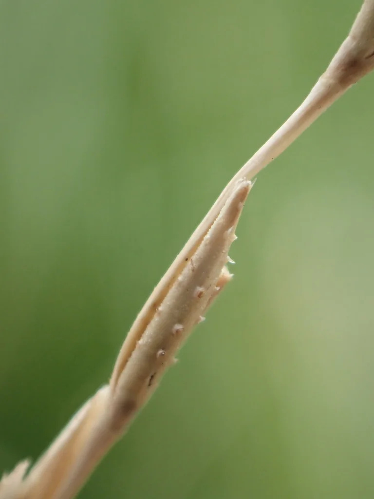 Chrysopogon Zizanioides