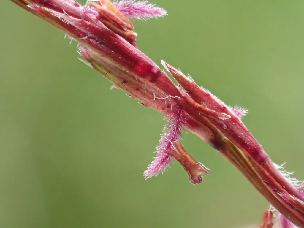 Chrysopogon Zizanioides