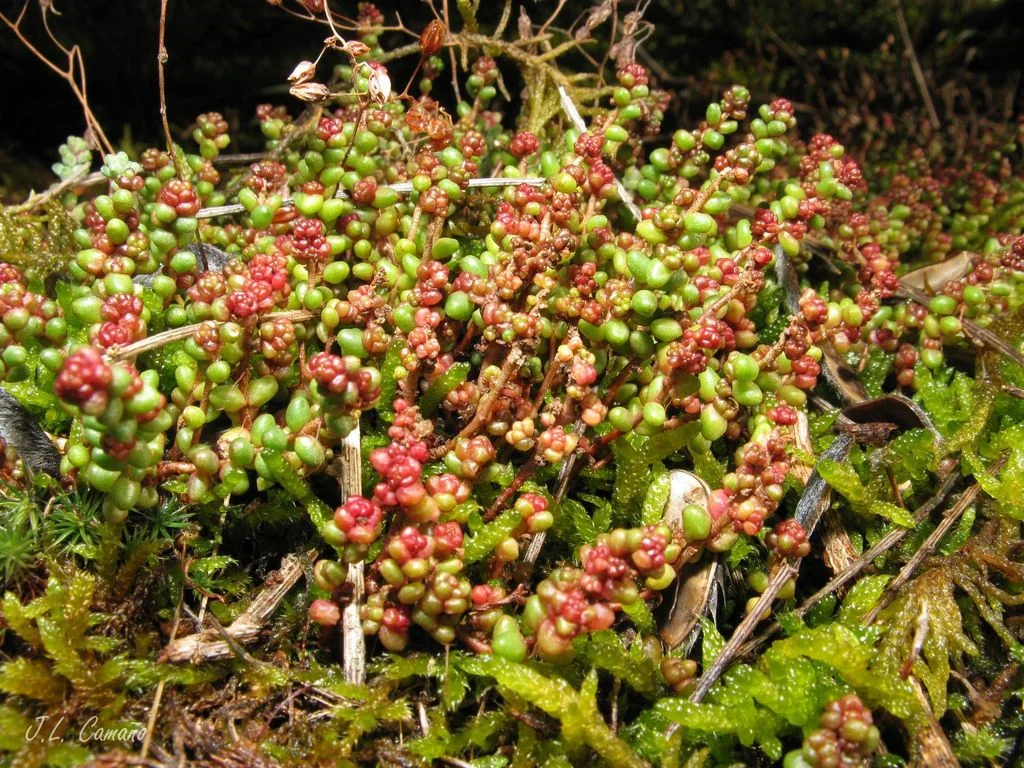 Sedum Brevifolium