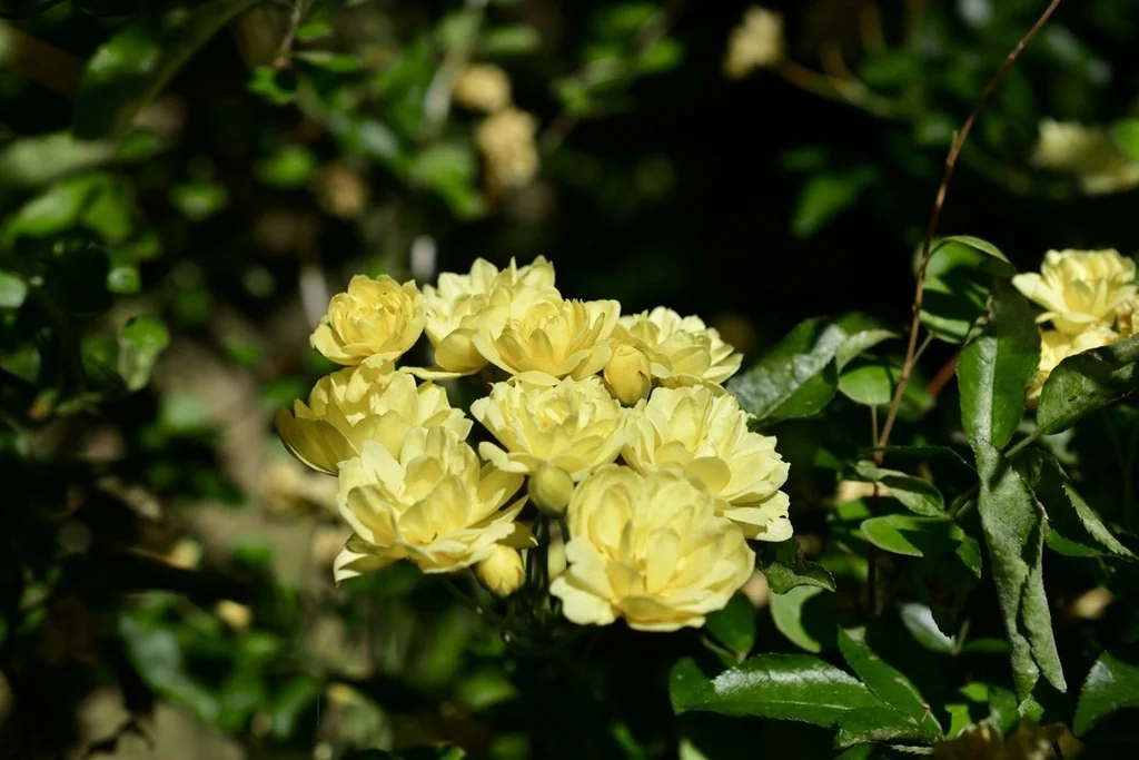 Rosa Banksiae