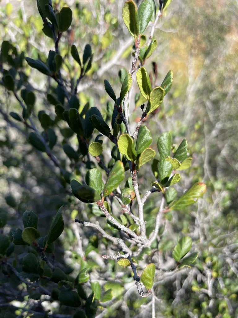 Cercocarpus Minutiflorus