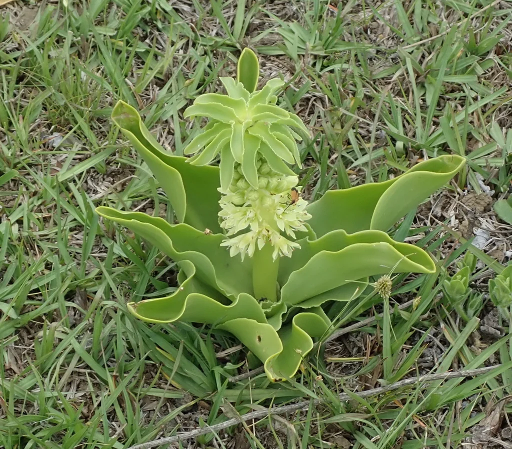 Eucomis Autumnalis
