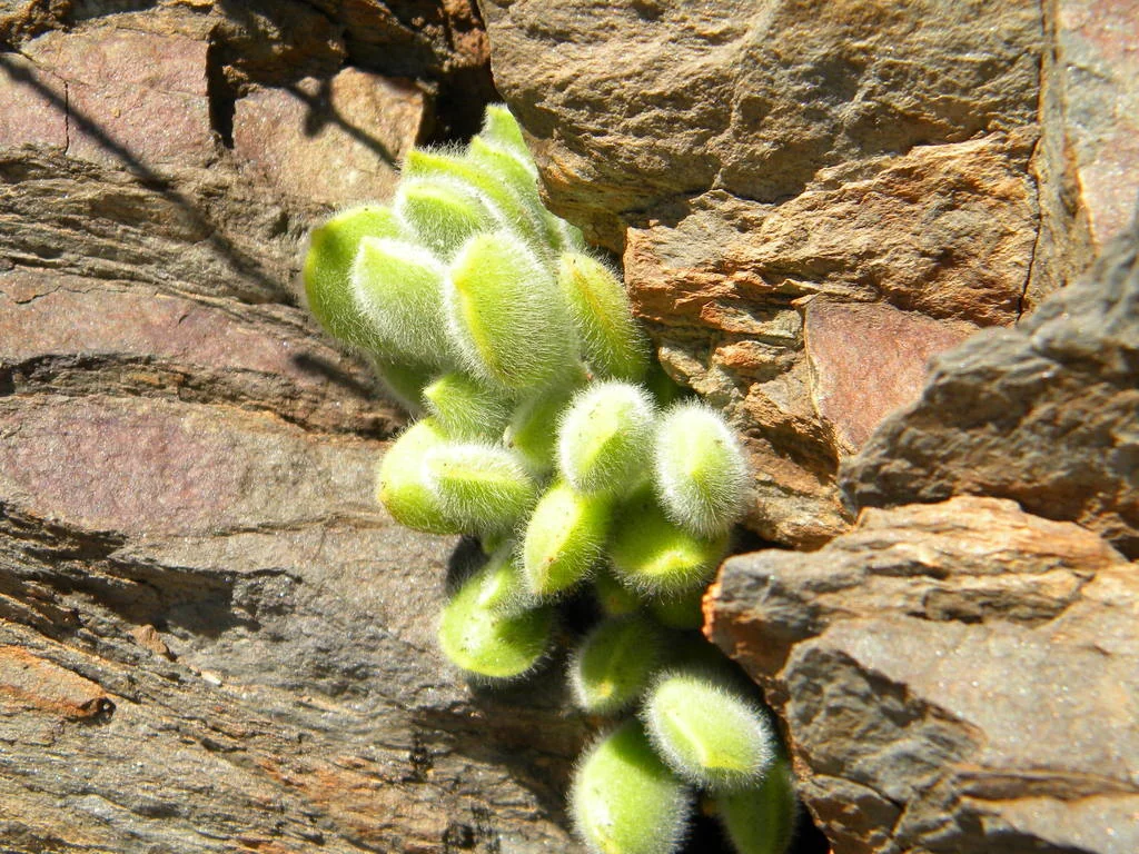 Cotyledon Tomentosa