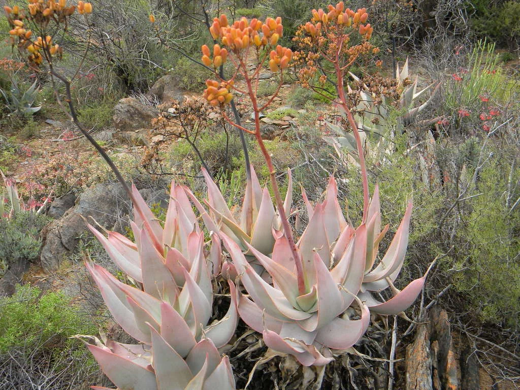 Aloe Striata
