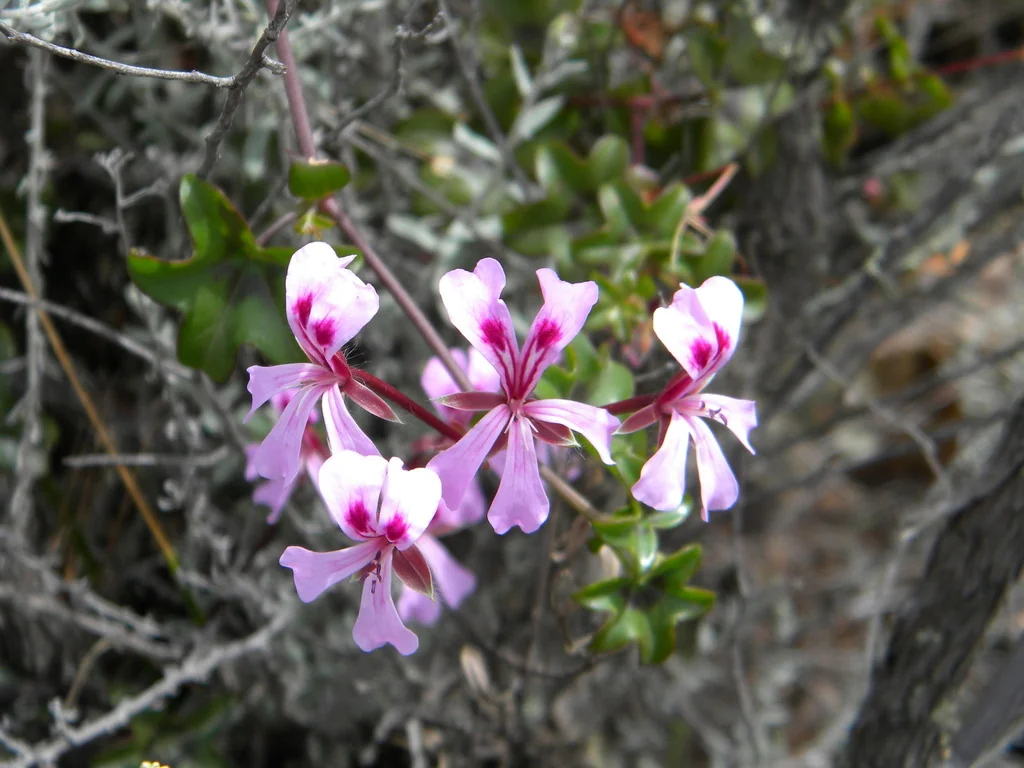 Pelargonium Peltatum