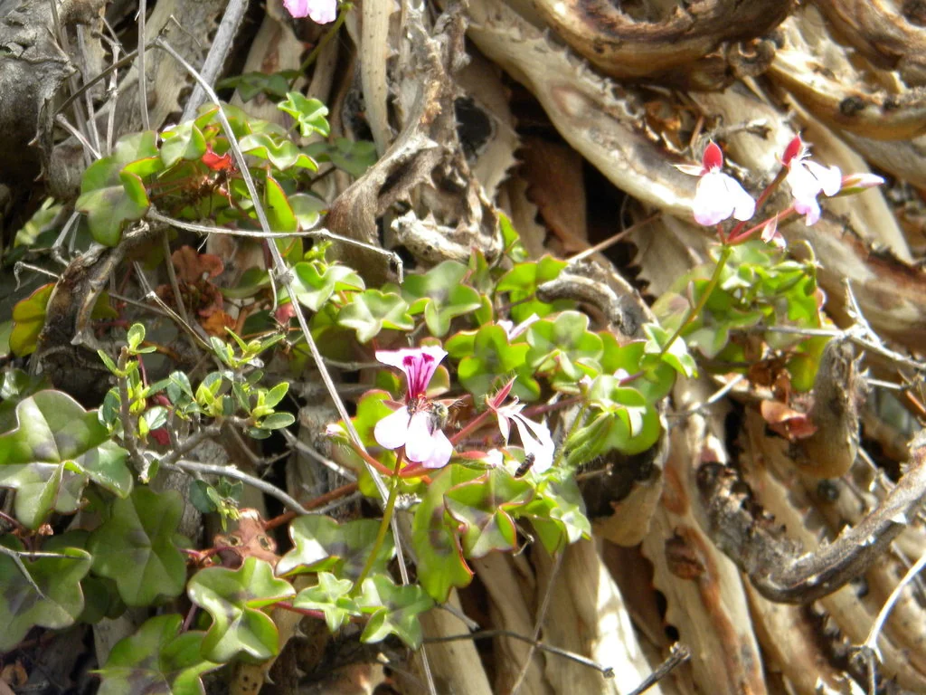 Pelargonium Peltatum