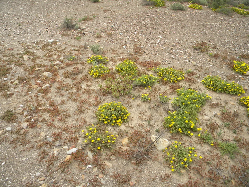 Malephora Lutea