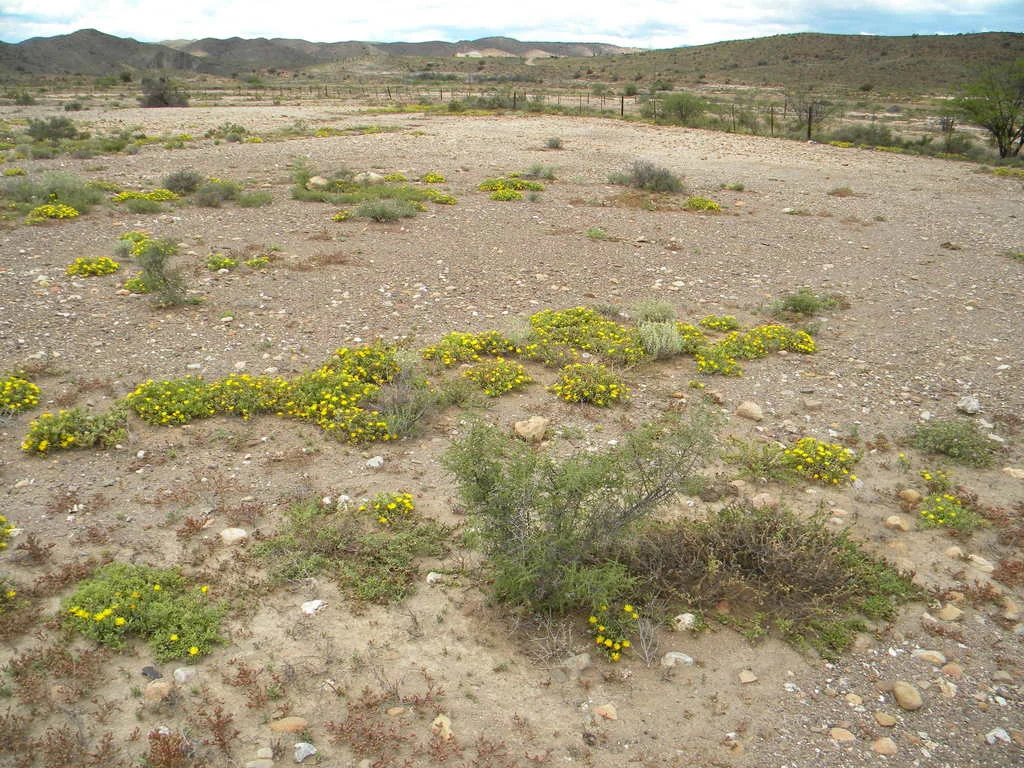 Malephora Lutea