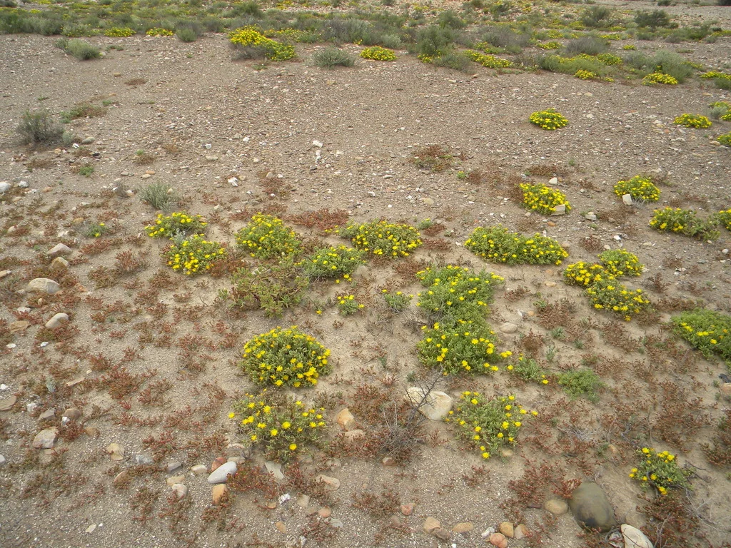 Malephora Lutea