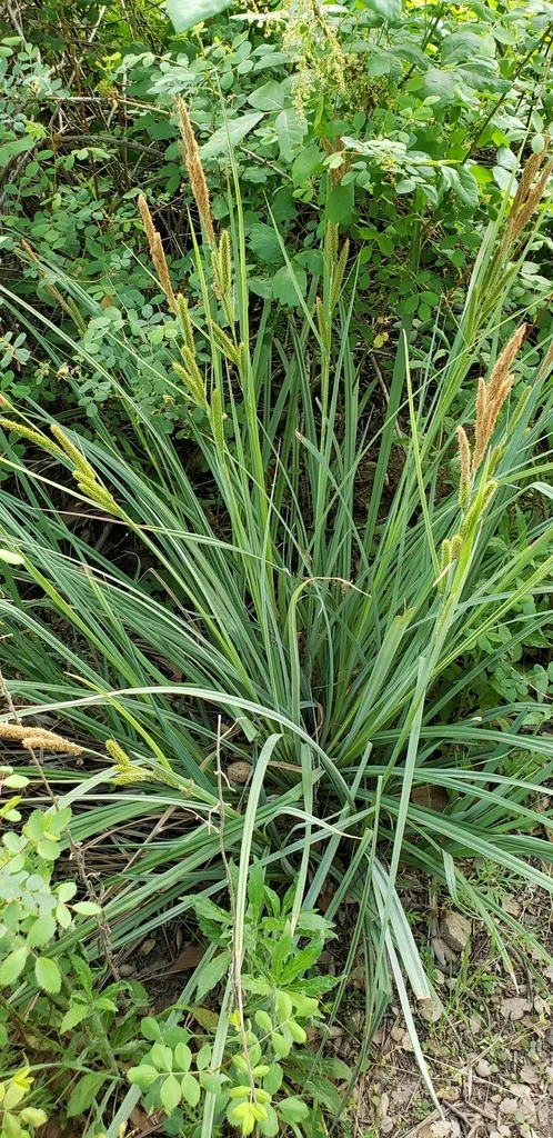 Carex Spissa