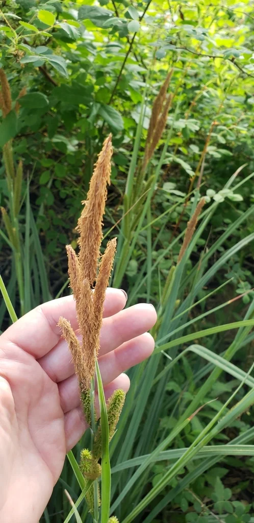 Carex Spissa