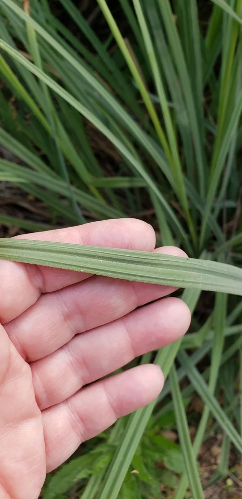 Carex Spissa