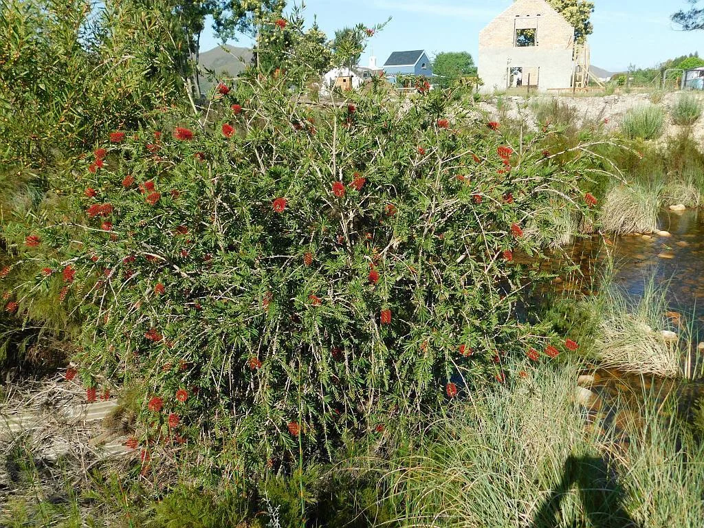 Callistemon Viminalis