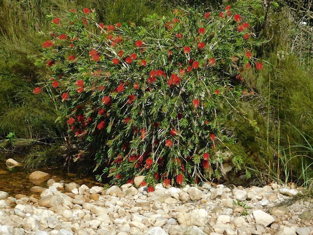 Callistemon Viminalis