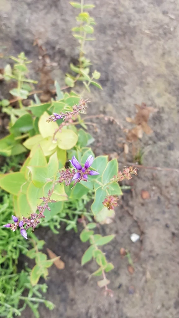 Veronica perfoliata