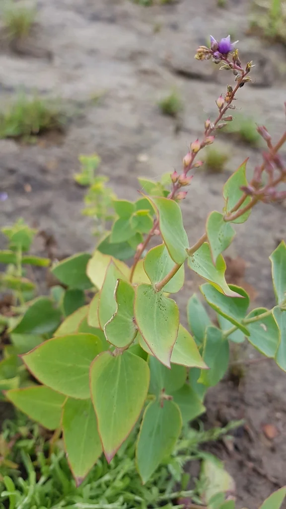 Veronica perfoliata