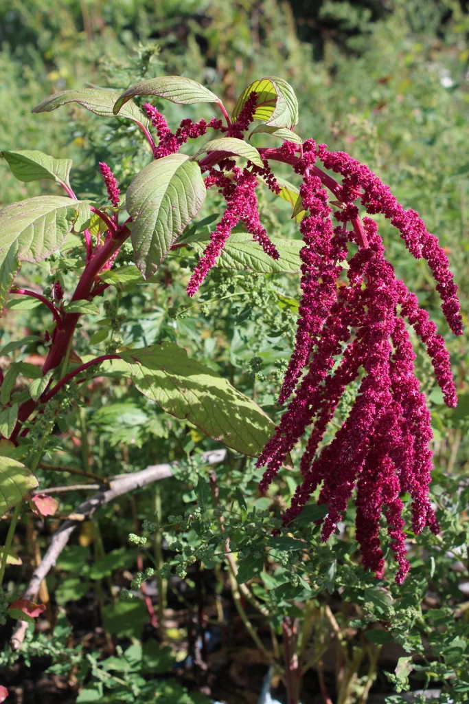 Amaranthus Caudatus