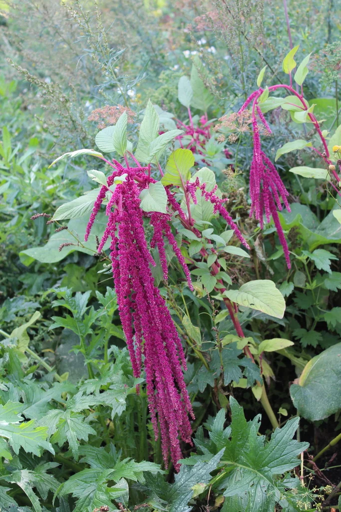 Amaranthus Caudatus