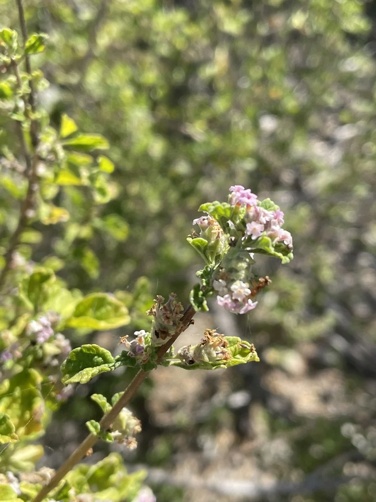 Lippia Graveolens