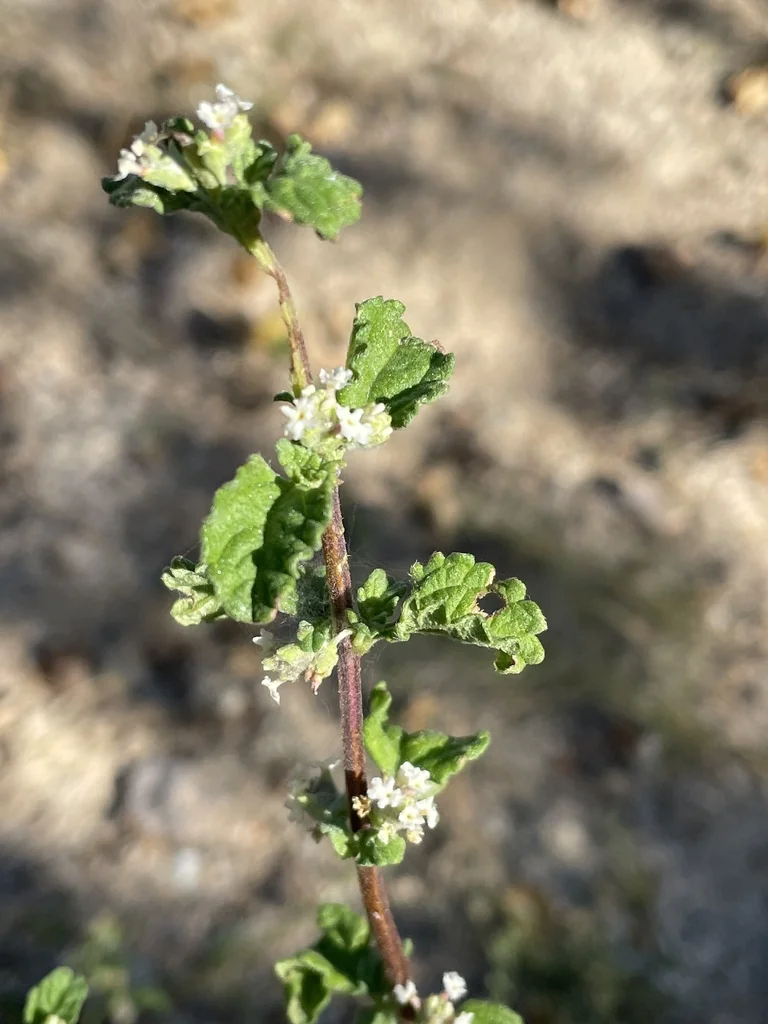 Lippia Graveolens