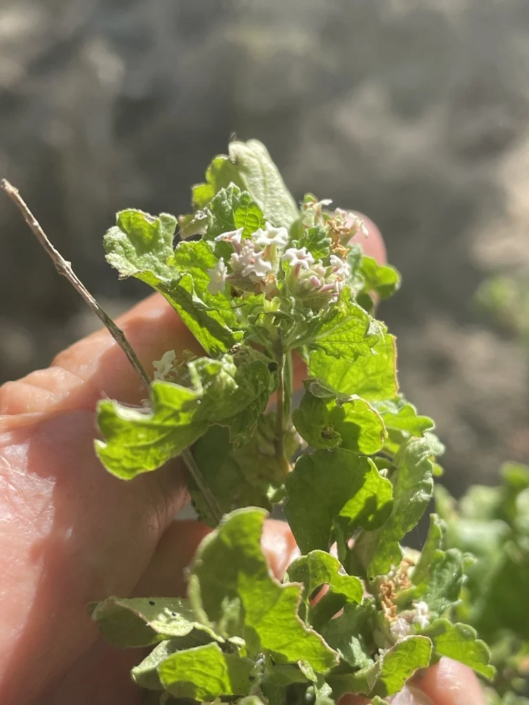 Lippia Graveolens