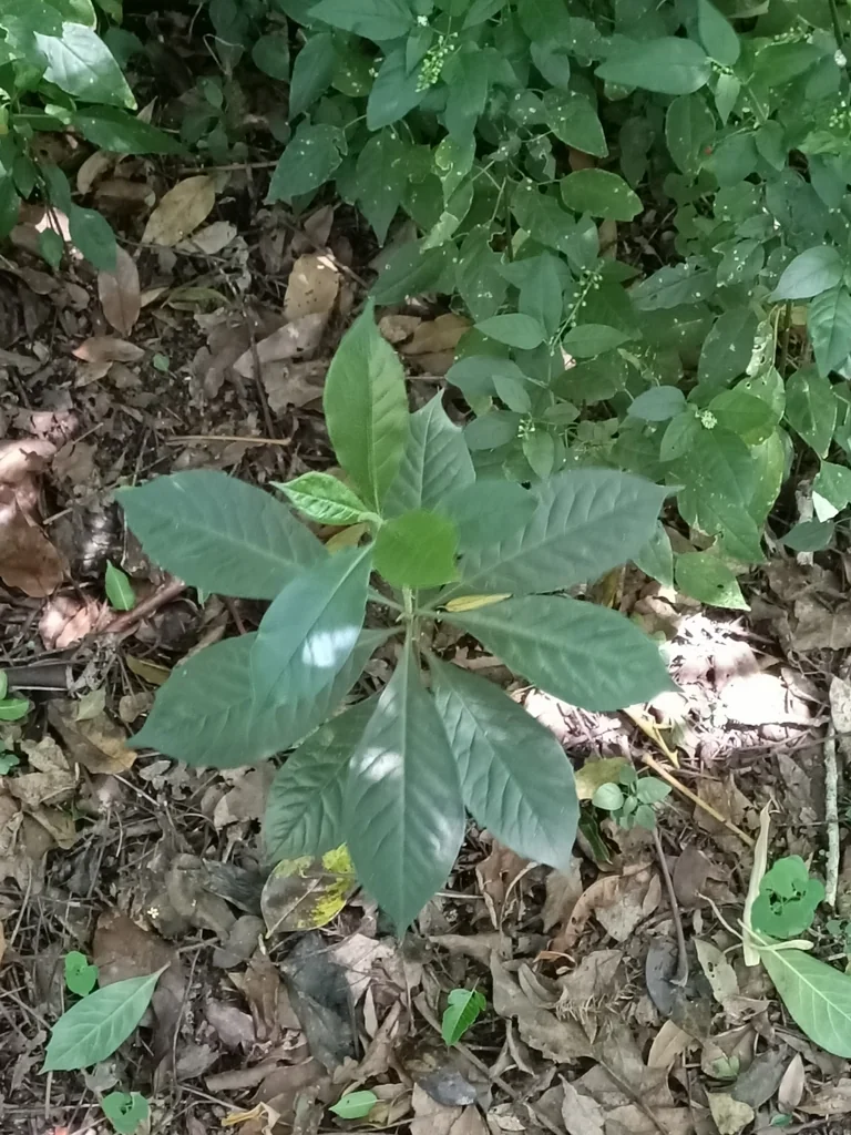 Hymenosporum Flavum