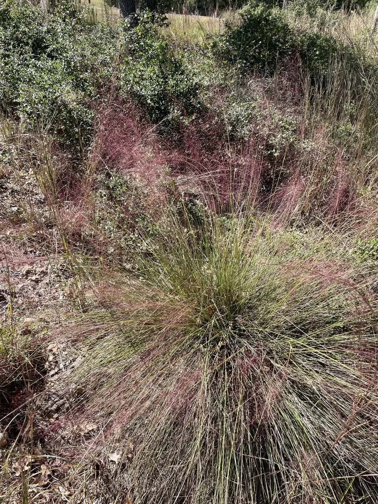 Muhlenbergia capillaris