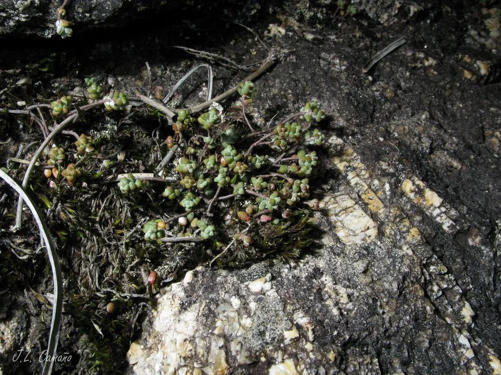 Sedum Brevifolium