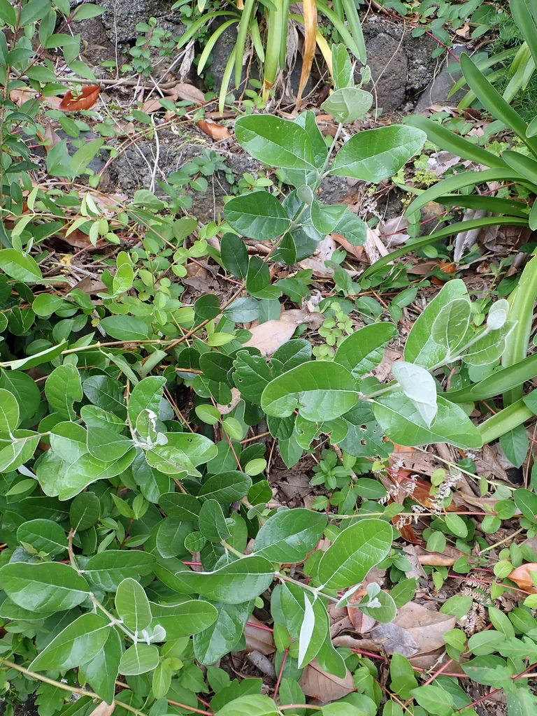 Feijoa sellowiana