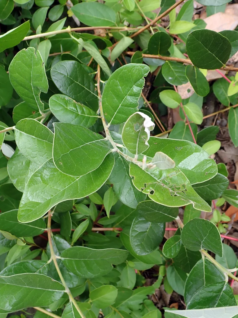 Feijoa sellowiana