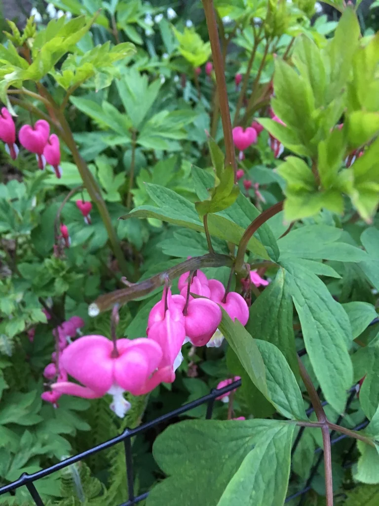 Dicentra spectabilis