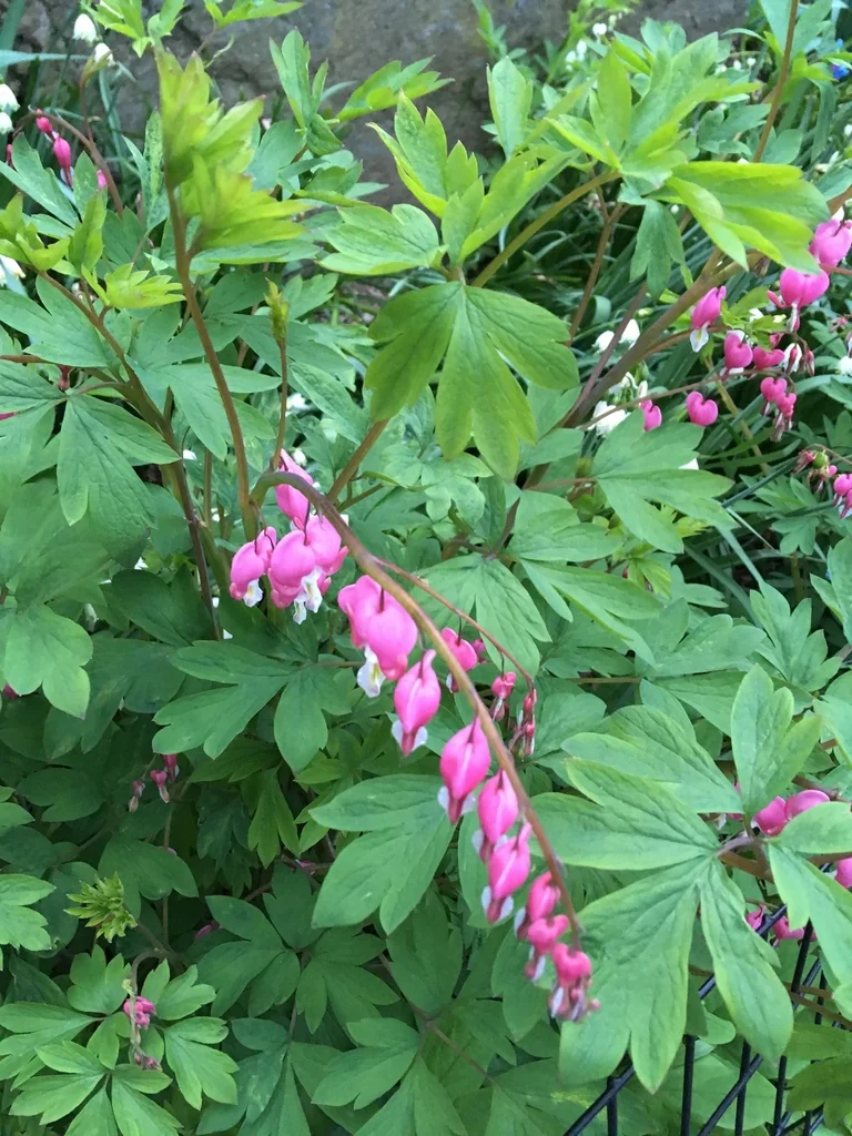 Dicentra spectabilis
