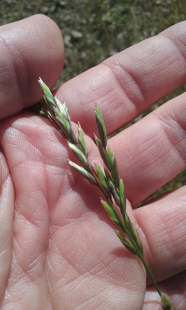 Melica Californica