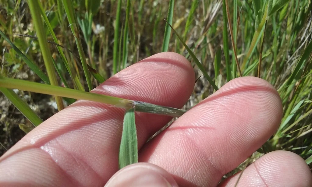 Melica Californica