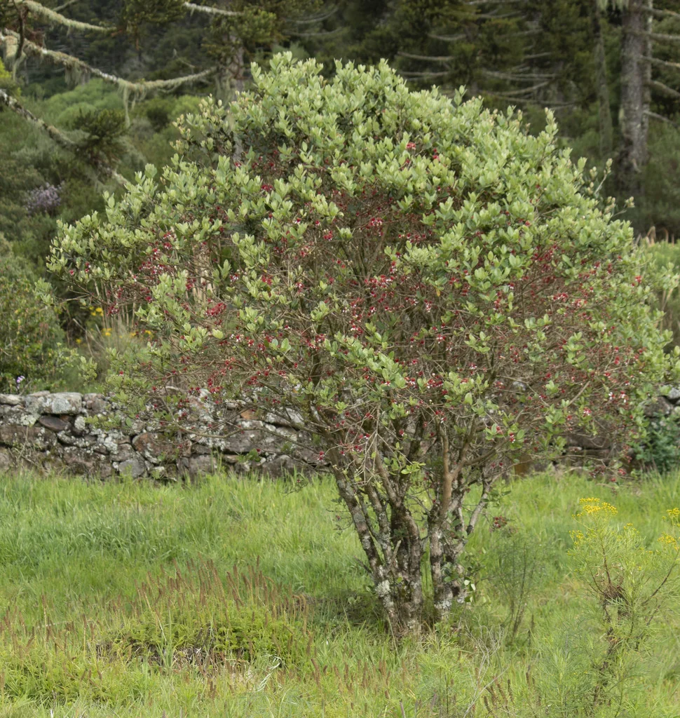 Feijoa sellowiana