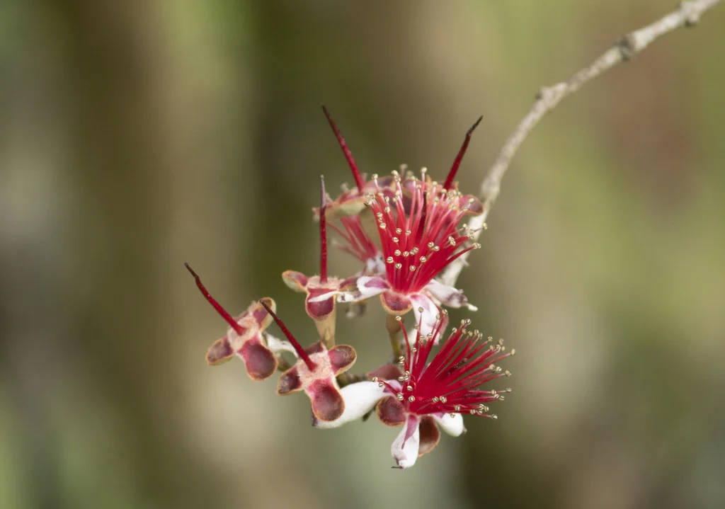 Feijoa sellowiana
