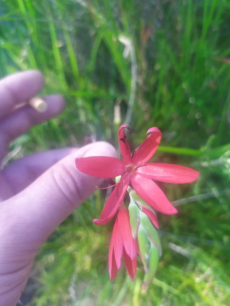 Schizostylis Coccinea
