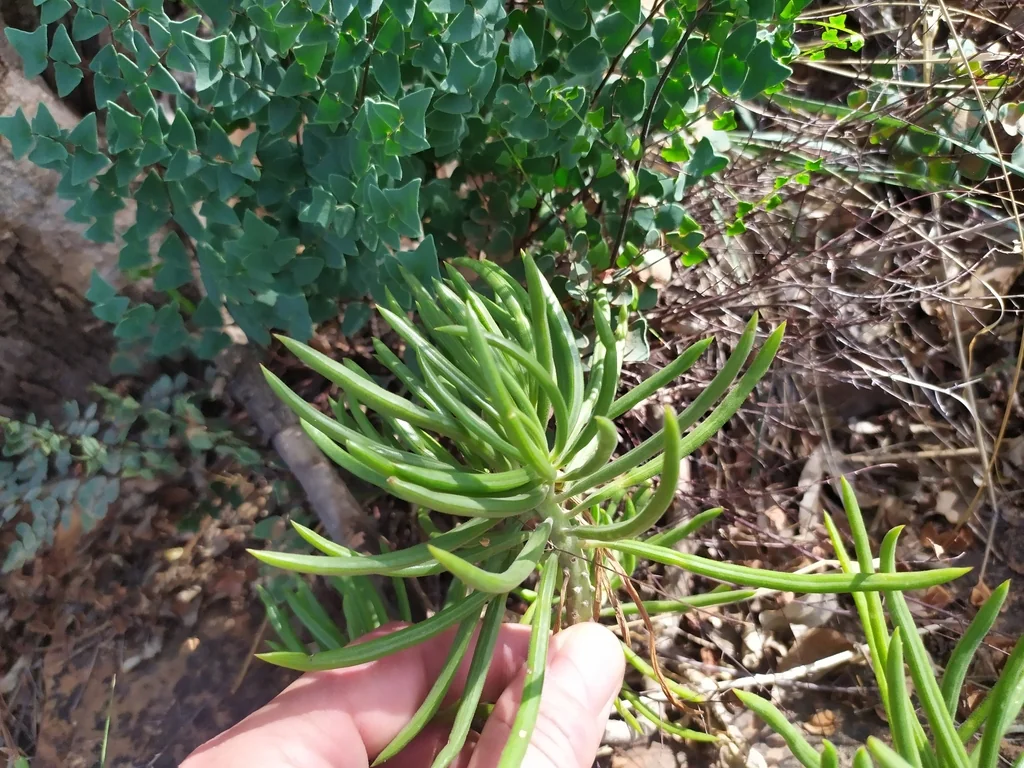 Senecio Barbertonicus