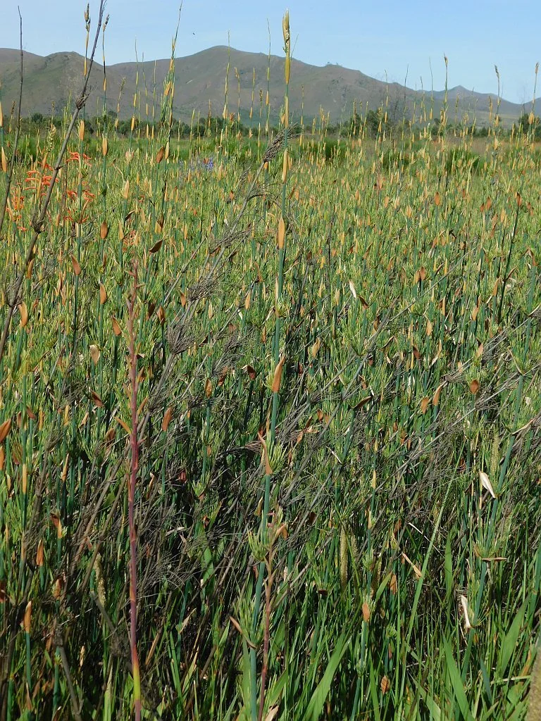 Elegia Capensis