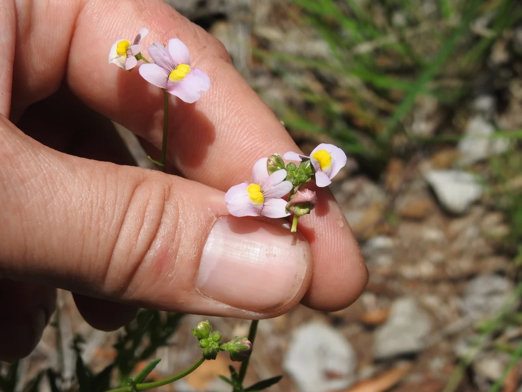 Nemesia fruticans