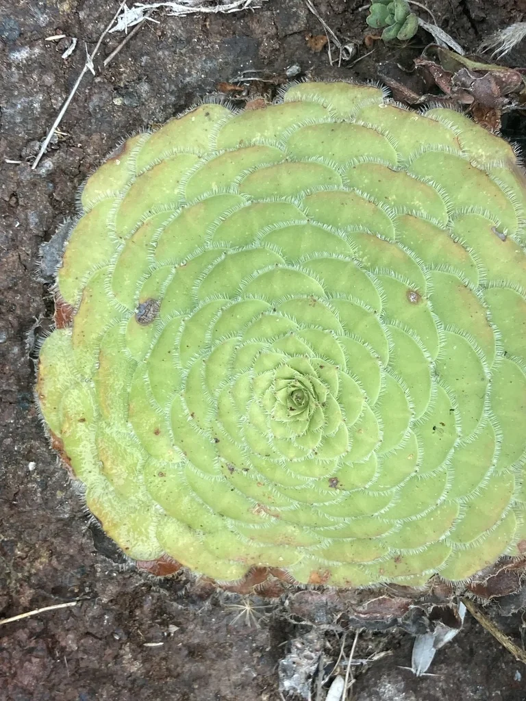 Aeonium Tabuliforme
