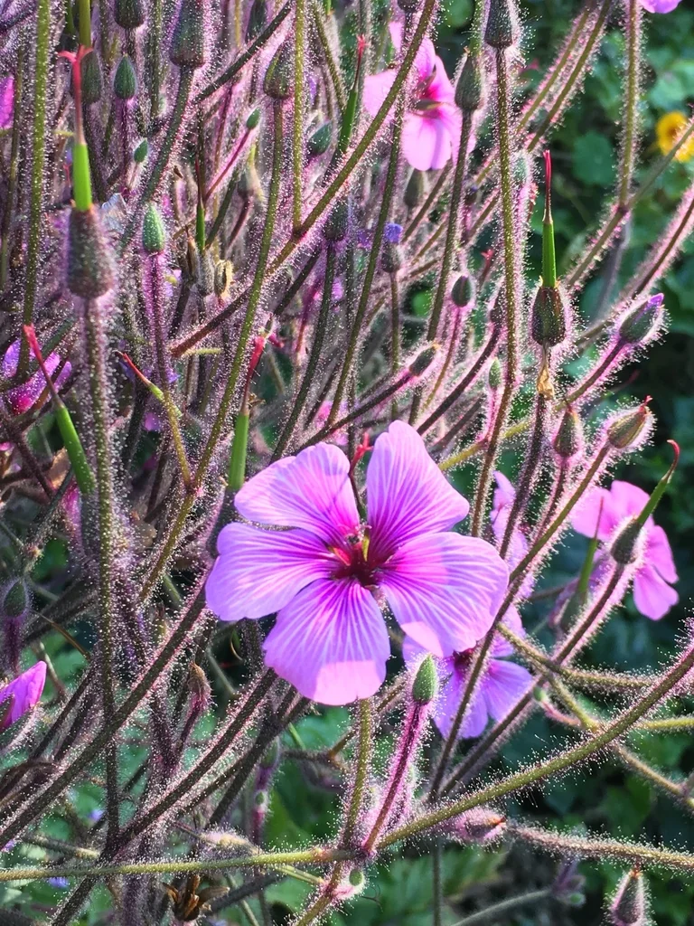 Geranium Maderense