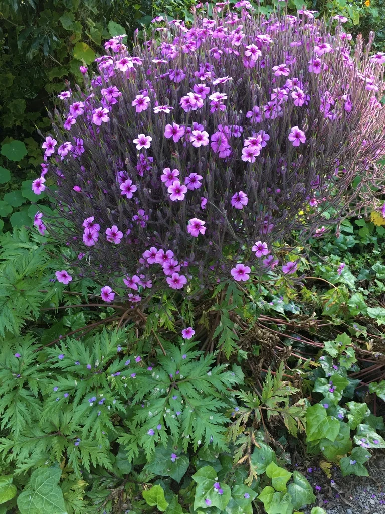 Geranium Maderense