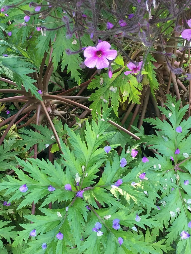 Geranium Maderense