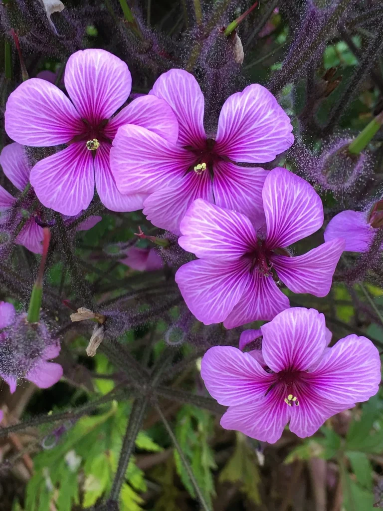 Geranium Maderense